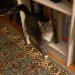 Meet your Posher, Susan